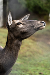 Obraz premium Great adult noble red female deer with big ears, Beautifully turned head. European wildlife landscape with deer stag. Portrait of lonely deer at forest background. Shot in zoo.