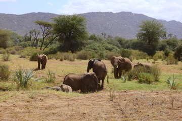 Naklejka na ściany i meble Gruppe Elefanten auf dem Weg aus dem Wasserloch, Samburu Nationalpark, Kenia