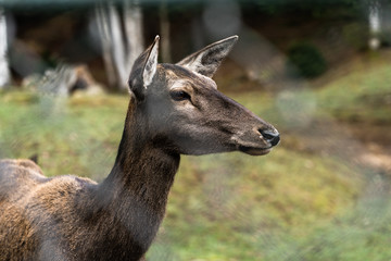 Obraz premium Great adult noble red female deer with big ears, Beautifully turned head. European wildlife landscape with deer stag. Portrait of lonely deer at forest background. Shot in zoo.