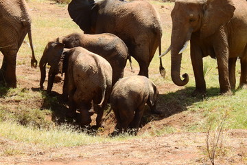 Gruppe Elefanten auf dem Weg aus dem Wasserloch, Samburu Nationalpark, Kenia