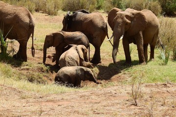 Gruppe Elefanten auf dem Weg aus dem Wasserloch, Samburu Nationalpark, Kenia