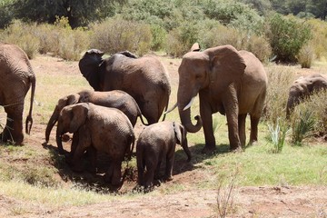 Fototapeta na wymiar Gruppe Elefanten auf dem Weg aus dem Wasserloch, Samburu Nationalpark, Kenia