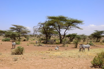 Zebra im Samburu Nationalpark, Kenia