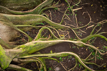 Roots from a massive tropical tree in Costa Rica at Guanacaste