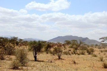 Landschaft vom Samburu Nationalpark Kenia