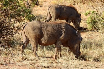 Fototapeta na wymiar Warzenschwein, Wildschwein im Samburu Nationalpark, Kenia