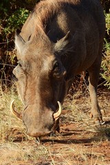 Warzenschwein, Wildschwein im Samburu Nationalpark, Kenia