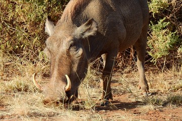 Warzenschwein, Wildschwein im Samburu Nationalpark, Kenia