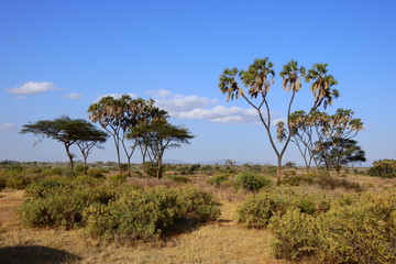 Landschaft vom Samburu Nationalpark Kenia
