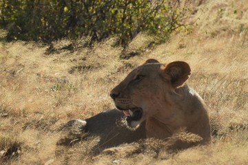 Löwin liegt in der Abendsonne im Samburu Nationalpark Kenia