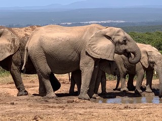 Elephants at a drinking hole.