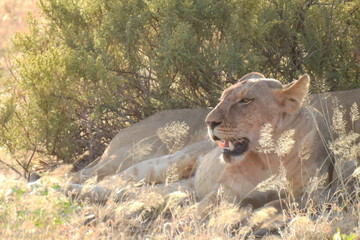 Löwin liegt in der Abendsonne im Samburu Nationalpark Kenia