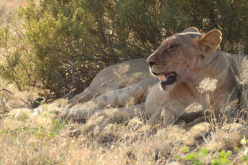 Löwin liegt in der Abendsonne im Samburu Nationalpark Kenia