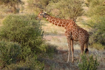 Giraffe im Samburu Nationalpark, Kenia