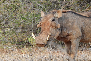 Warzenschwein, Wildschwein im Samburu Nationalpark, Kenia