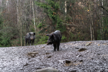 Group of wild boar walking in forest on foggy morning and looking away. Wildlife in natural habitat. Sus scrofa,big boar looking for food , capital boar. Nature and animals concept