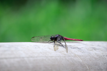 black red dragonfly