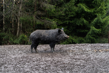 Wild boar walking in forest on foggy morning and looking away. Wildlife in natural habitat. Sus scrofa,big boar looking for food , capital boar. Nature and animals concept