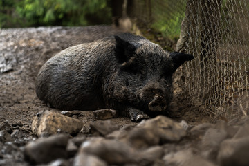 Wild boar laying in forest on foggy morning and looking away. Wildlife in natural habitat. Sus scrofa,big boar looking for food , capital boar. Nature and animals concept
