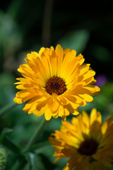 yellow flower daisy in the garden