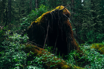 Big fallen tree root covered with thick moss in taiga wilderness among fresh greenery. Atmospheric landscape of terrible place in wild dark forest. Virgin flora of woods. Mystery woodland atmosphere.