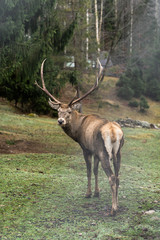 Obraz premium Great adult noble red male deer with big horns, Beautifully turned head. European wildlife landscape with deer stag. Portrait of lonely deer with big antlers at forest background. Shot in zoo.