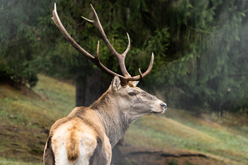Great adult noble red male deer with big horns, Beautifully turned head. European wildlife landscape with deer stag. Portrait of lonely deer with big antlers at forest background. Shot in zoo.