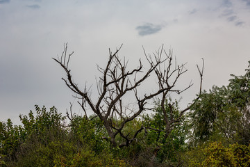Beautiful dead tree branches towering above autumn bushes, cloudy moody late autumn day, creepy feeling, valley of Maritsa river, Bulgaria, Europe