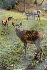 Naklejka na ściany i meble Great adult noble red female deers with big ears, flock of deer. European wildlife landscape with deer stag at forest background. Shot in zoo.
