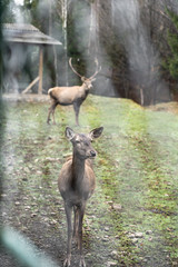 Great adult noble red female deers with big ears, flock of deer. European wildlife landscape with deer stag at forest background. Shot in zoo.