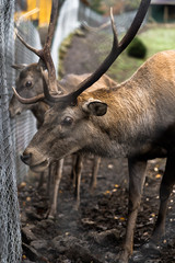 Obraz premium Great adult noble red male deer with big horns, Beautifully turned head. European wildlife landscape with deer stag. Portrait of lonely deer with big antlers at forest background. Shot in zoo.