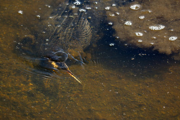 an anhinga bird in the water