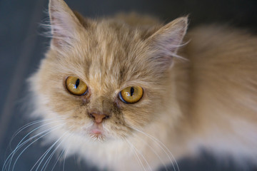 portrait of a cat