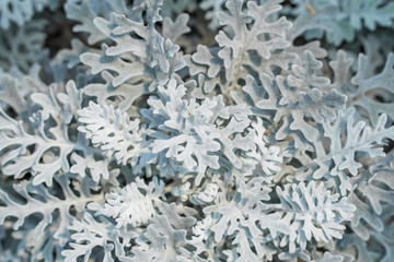 snow covered branches white leaf