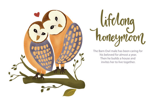 Happy valentine day vector textured barn owl animal card in a flat style with quote and real facts about love. Lifelong honeymoon romantic illustration.