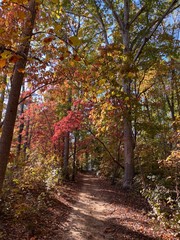 Naklejka premium Autumn Trail Walk in the Woods