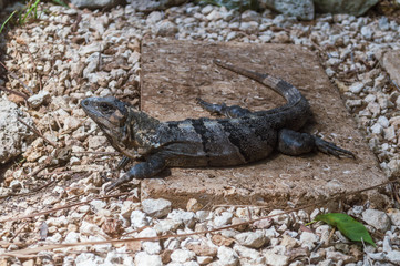Iguana sobre rocas y grava. Iguana en resort de la riviera maya. Reptil de sangre fría tomando el sol en la riviera maya
