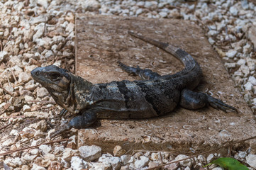 Iguana sobre rocas y grava. Iguana en resort de la riviera maya. Reptil de sangre fría tomando el sol en la riviera maya