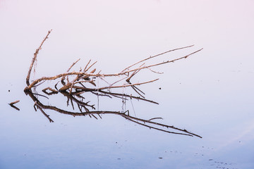 Wood  in icy water
