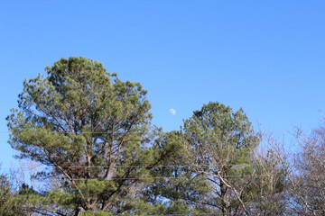 Moon rising over the trees