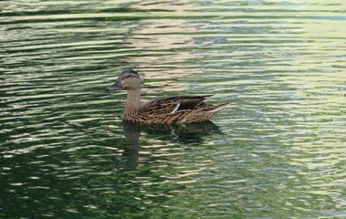 Mallard duck on green water background in Florida river