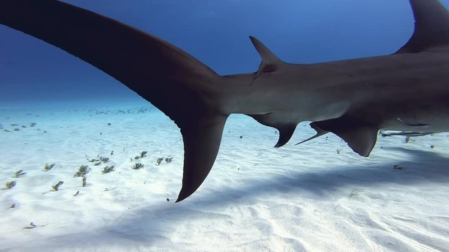 Great hammerhead shark swimming close up near the sandy ocean floor