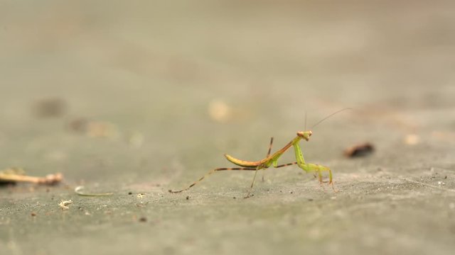 Close up of a young Praying Mantis