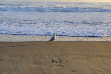 Peacefull - Seagull in early morning light on sea shore