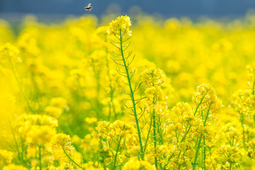 Obraz premium 菜の花畑でハチを見ながらぼーっとするのも良いものですよ。