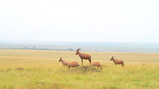 topi in masai mara national reserve grass land video