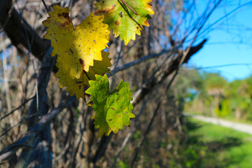 autumn leaves on the tree