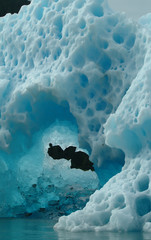 Giant Iceberg, Tracy Arm