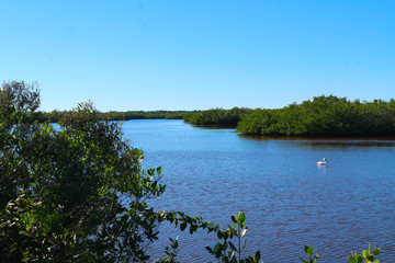 Water fowl on the water
