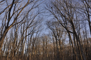 bare trees and blue sky